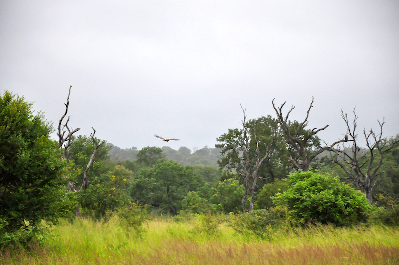 Melanie Heinrich - travel images - Lion Sands Private Game Reserve
